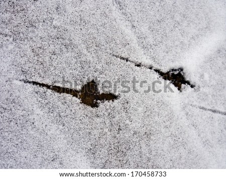 Birds footprints in the snow