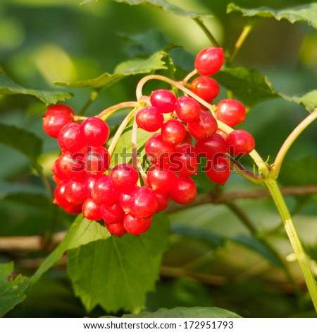 Autumn berries at Brockholes nature reserve, Brockholes nature reserve, Preston, UK
