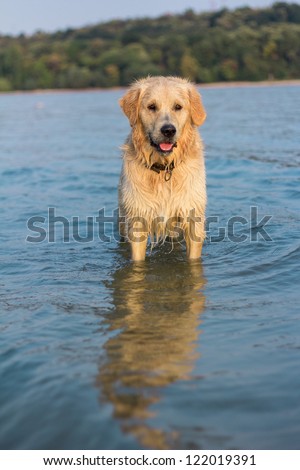 Golden retriever dog in water.