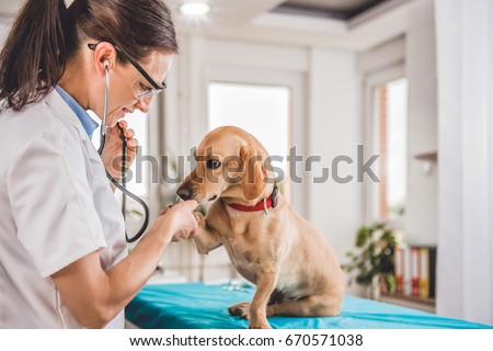 Young female veterinarian checking up the dog at the veterinarian clinic