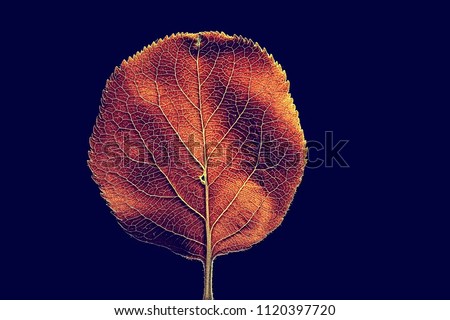 autumn leaf macro / leaf texture, design beautiful nature, yellow sunny autumn background
