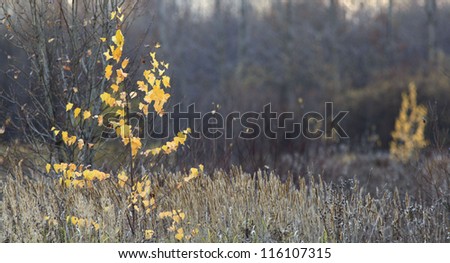 Tree and grass autumn landscape with no leaves, late autumn, in soft colors with the blurring