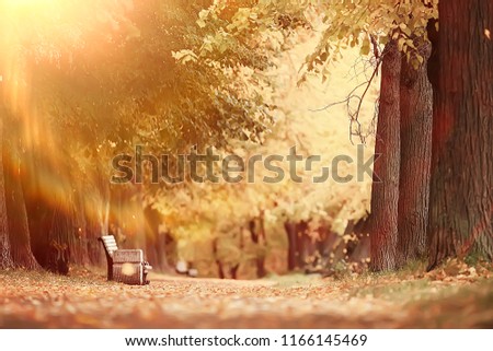 autumn alley in the park / autumn walk in the city park, weekends alone. The concept of calm and autumn freshness among trees and branches with yellow leaves