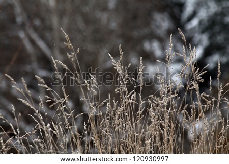 dry winter grass background