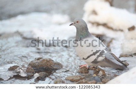 bird dove on the bank of the water on the ice