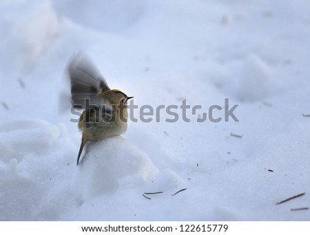 little bird in the snow, wren bird