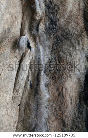 wolf fur texture of the gray wolf skin