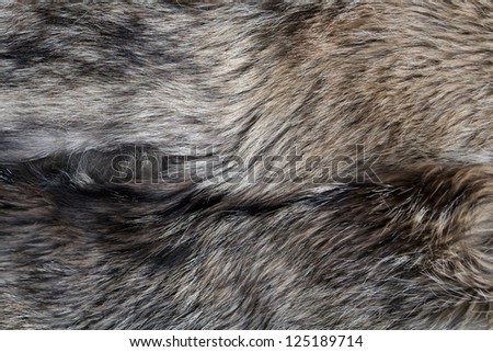 wolf fur texture of the gray wolf skin