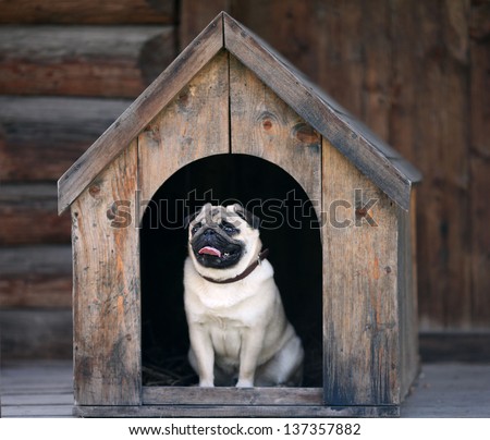 Funny Pug Dog In The Dog House