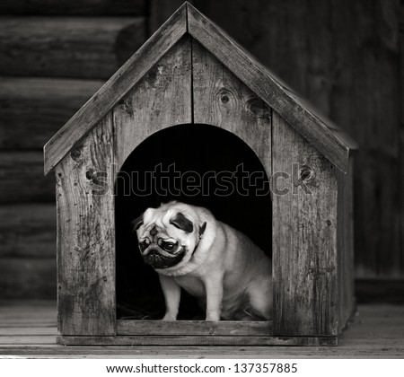 Funny pug dog in the dog house