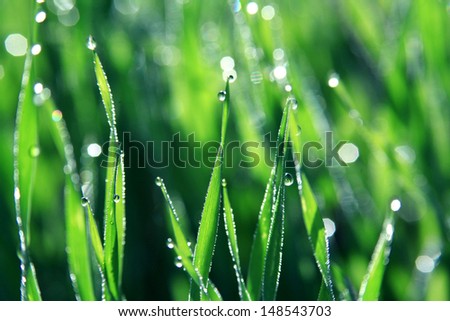 dew drops on blades of grass