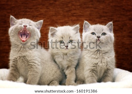 Group Of Cute Gray British Kittens