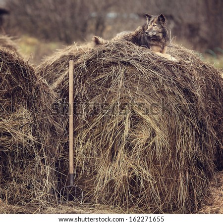 rustic style, a dog asleep on the hay