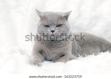 gray British cat on a white background