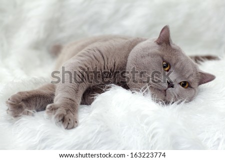 gray British cat on a white background