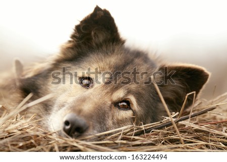 rustic style, a dog asleep on the hay