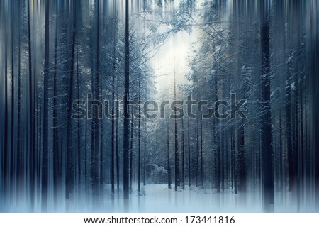 Magical Winter Forest, A Fairy Tale, Mystery