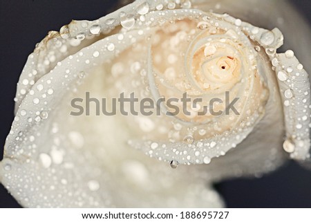 petals white rose with water drops