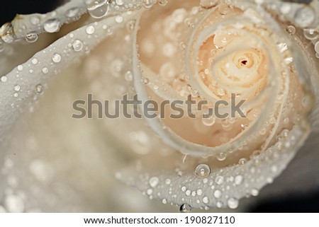 petals white rose with water drops