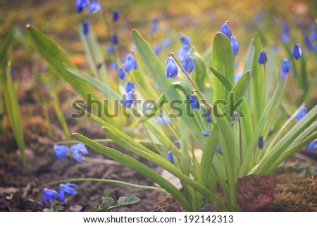 blue small flowers snowdrops, spring landscape