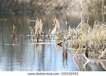 dry reeds in the marsh landscape