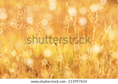 autumn background bokeh summer sunset yellow grass