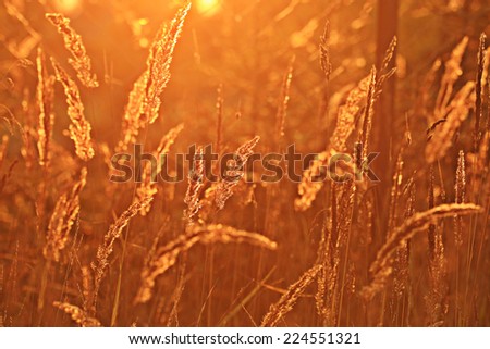 summer sunset glow grass field background