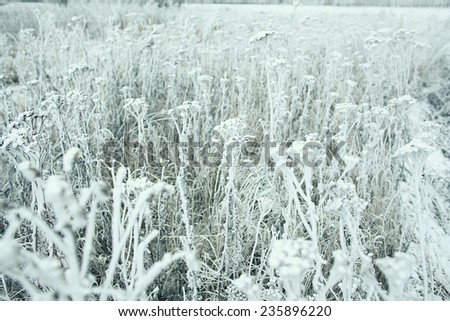 frozen grass and ground frost in winter
