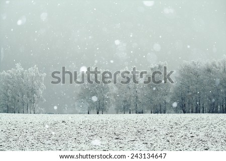 magical winter snow landscape trees snowfall