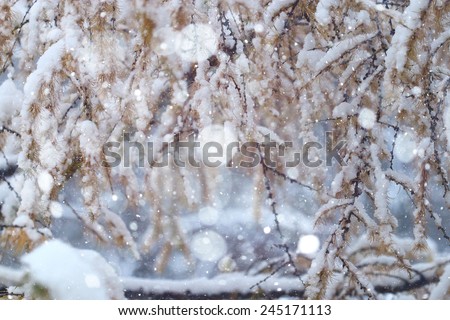 branches covered with snow winter snowfall background
