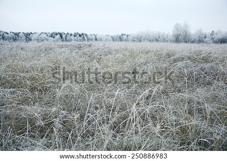 frozen grass and ground frost in winter