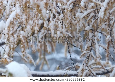 branches covered with snow winter snowfall background