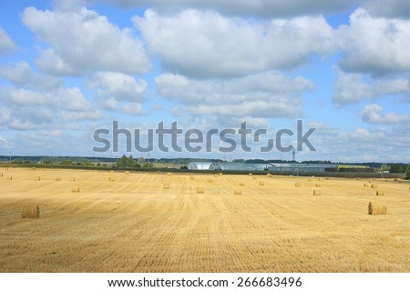 field landscape Indian summer grain harvest expanse