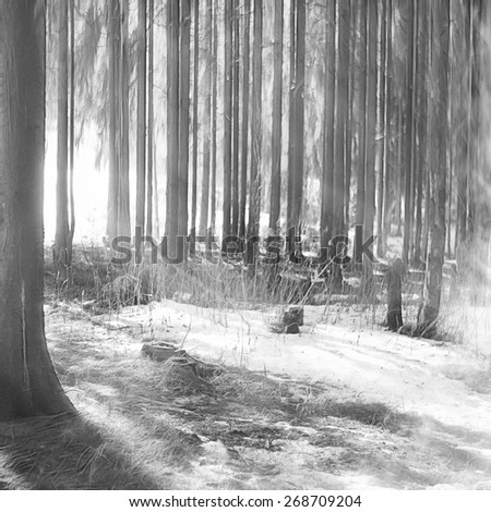 black and white snowy woods on a sunny day in winter landscape