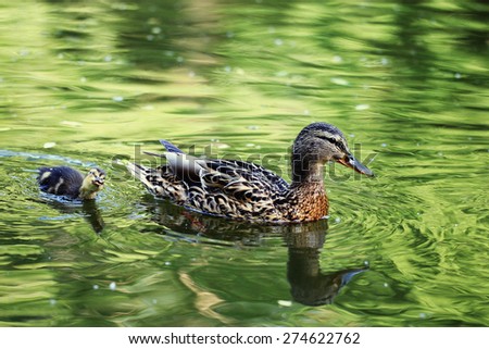 water duck flock of birds