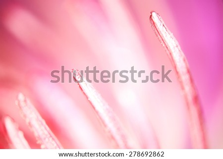 texture macro flower gentle background