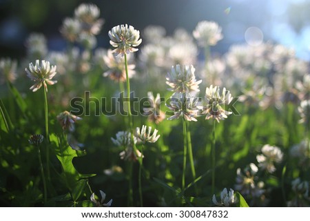 summer landscape background sun flowers Rays