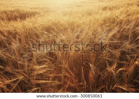 texture of barley ears in the field