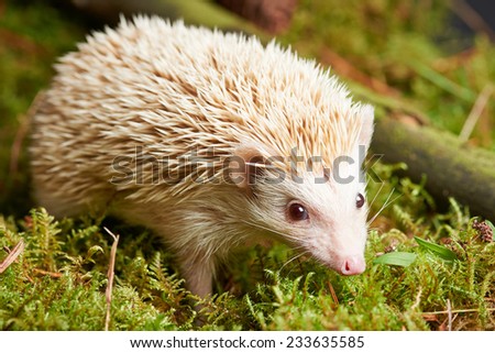 Close up Solo White Spiny Hedgehog Animal on Grassland with Sticks. Captured in studio.