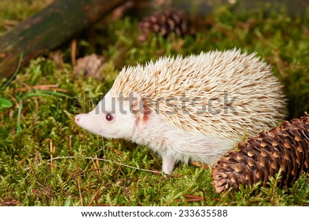 Close up Side View of Off White Spiny Hedgehog Mammal Animal on Green Grassland. Captured Outdoor.