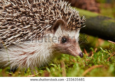 Close up Cute Spiny Hedgehog Mammal Animal on Green Grass. Captured Outdoor.