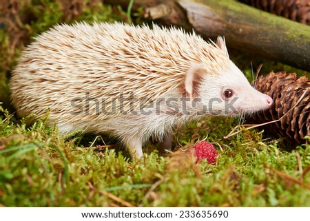 Close up Side View of Off White Spiny Hedgehog Mammal Animal on Green Grassland. Captured Outdoor.