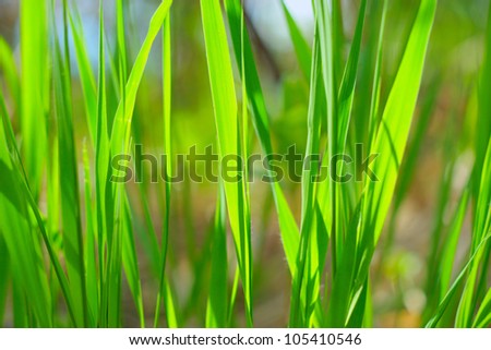 green leafs of the young grass close-up
