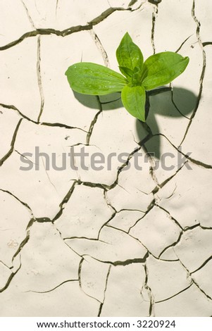 plant in desert