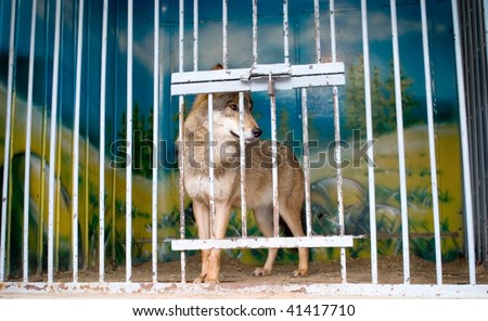 Wolf In Cage