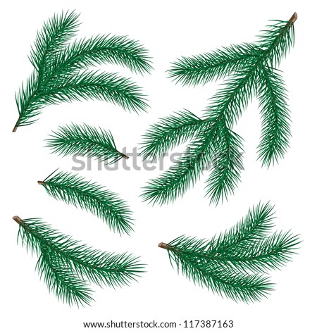 Set Of Fir Branch On White Background. Vector Illustration - 117387163