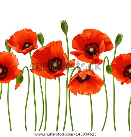 Red Poppies In A Row. Isolated On White Background. Vector Illustration