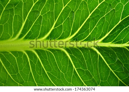 Lettuce background