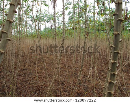 Agricultural, cassava, raw material that processed to bio-fuel, Thailand.
