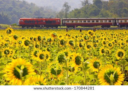Sun flowers field and train